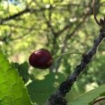 Prunus avium fruit picture by tuzza73 (cc-by-sa)