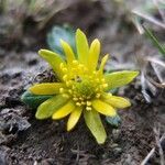 Ranunculus filamentosus flower picture by Fabien Anthelme (cc-by-sa)