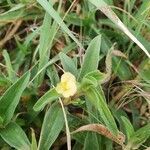 Commelina africana leaf picture by susan brown (cc-by-sa)