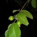 Psidium guajava leaf picture by AL ABU AL ABU RIHAN (cc-by-sa)