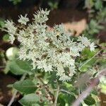 Lawsonia inermis flower picture by Jagadeesh G (cc-by-sa)