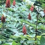 Rhus glabra fruit picture by Jacquie Clendenin (cc-by-sa)