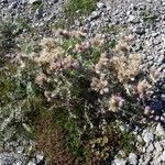 Carduus carlinoides habit picture by Alain Bigou (cc-by-sa)