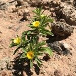 Asteriscus aquaticus habit picture by souret (cc-by-sa)