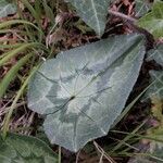 Cyclamen repandum leaf picture by beurny (cc-by-sa)