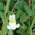 Linaria reflexa flower picture by Buscemi Giuseppe (cc-by-sa)