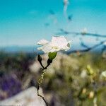 Ipomoea arborescens flower picture by Martin Bishop (cc-by-sa)