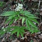 Cardamine heptaphylla habit picture by Marcel Ambühl (cc-by-sa)