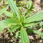 Zinnia peruviana leaf picture by Trap Hers (cc-by-sa)