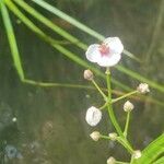 Sagittaria sagittifolia flower picture by christoph degmair (cc-by-sa)