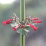 Russelia sarmentosa flower picture by Nelson Zamora Villalobos (cc-by-nc)