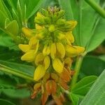 Crotalaria pycnostachya flower picture by susan brown (cc-by-sa)