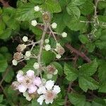 Rubus ulmifolius flower picture by Barry Cornelius (cc-by-sa)