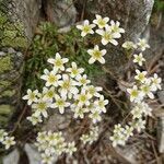 Saxifraga losae flower picture by loca Mónica (cc-by-sa)