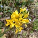 Chloraea gavilu flower picture by Wendy Sanzana (cc-by-sa)