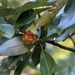 Magnolia virginiana fruit picture by Alison Brown (cc-by-sa)