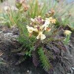 Pedicularis tuberosa habit picture by Manuëlle (cc-by-sa)