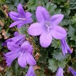 Campanula portenschlagiana flower picture by Antoine Sylvain (cc-by-sa)