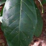 Morinda citrifolia leaf picture by Ibnu yusan (cc-by-sa)