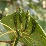 Alnus cordata flower picture by del Castellazzo Opificio (cc-by-sa)