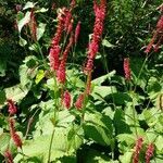 Persicaria orientalis flower picture by Kim Vanderschueren (cc-by-sa)