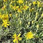 Senecio ceratophylloides habit picture by Trap Hers (cc-by-sa)