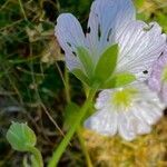 Geranium cinereum flower picture by F. Manzano (cc-by-sa)