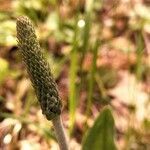 Plantago media flower picture by knick knack (cc-by-sa)