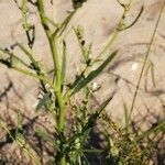 Atriplex littoralis leaf picture by Udo Herkommer (cc-by-sa)