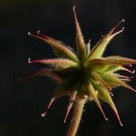 Geum sylvaticum fruit picture by Carlos Villasante (cc-by-sa)