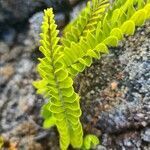 Nephrolepis abrupta leaf picture by Eric KOENIG (cc-by-sa)