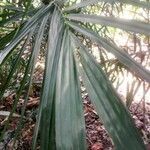 Elaeis guineensis leaf picture by Henry Enemuo (cc-by-sa)