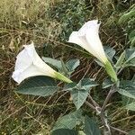 Datura wrightii habit picture by gonzalez oscar (cc-by-sa)