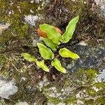 Asplenium sagittatum leaf picture by yvette Dupanloup (cc-by-sa)