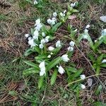 Puschkinia scilloides habit picture by Thraska Wey (cc-by-sa)