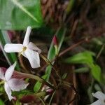 Jasminum grandiflorum flower picture by daniela gontier (cc-by-sa)