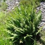 Dryopteris oreades habit picture by Alain Bigou (cc-by-sa)