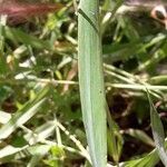 Phleum phleoides leaf picture by lemar (cc-by-sa)