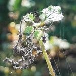 Urtica urens fruit picture by Uta Groger (cc-by-sa)