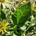 Arctotheca calendula leaf picture by Monteiro Henrique (cc-by-sa)