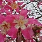 Ceiba speciosa flower picture by Guerrero Quitorán Juan Manuel Jesús (cc-by-sa)