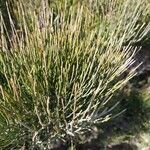 Ephedra major leaf picture by Hans Rudolf Oberholzer (cc-by-sa)