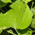 Sicydium tamnifolium leaf picture by Nelson Zamora Villalobos (cc-by-nc)