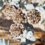 Achillea maritima fruit picture by Alain Lagrave (cc-by-sa)