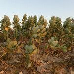 Calotropis procera habit picture by Sylvain Piry (cc-by-sa)