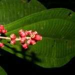 Miconia simplex flower picture by Nelson Zamora Villalobos (cc-by-nc)