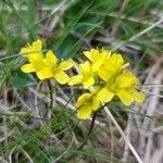 Draba aizoides flower picture by Sylvain Delépine (cc-by-sa)