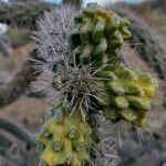 Cylindropuntia imbricata fruit picture by jharrig (cc-by-sa)