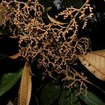 Miconia punctata habit picture by Nelson Zamora Villalobos (cc-by-nc)