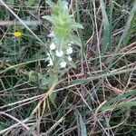 Stachys annua leaf picture by Emmanuel Rassat (cc-by-sa)